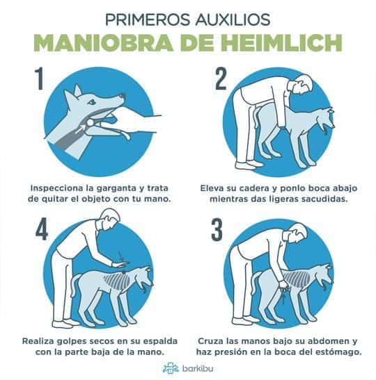 maniobra heimlich perros