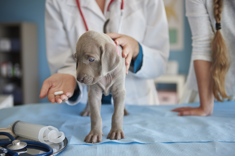 ¿Qué pasa cuando un perro vomita baba blanca o saliva?