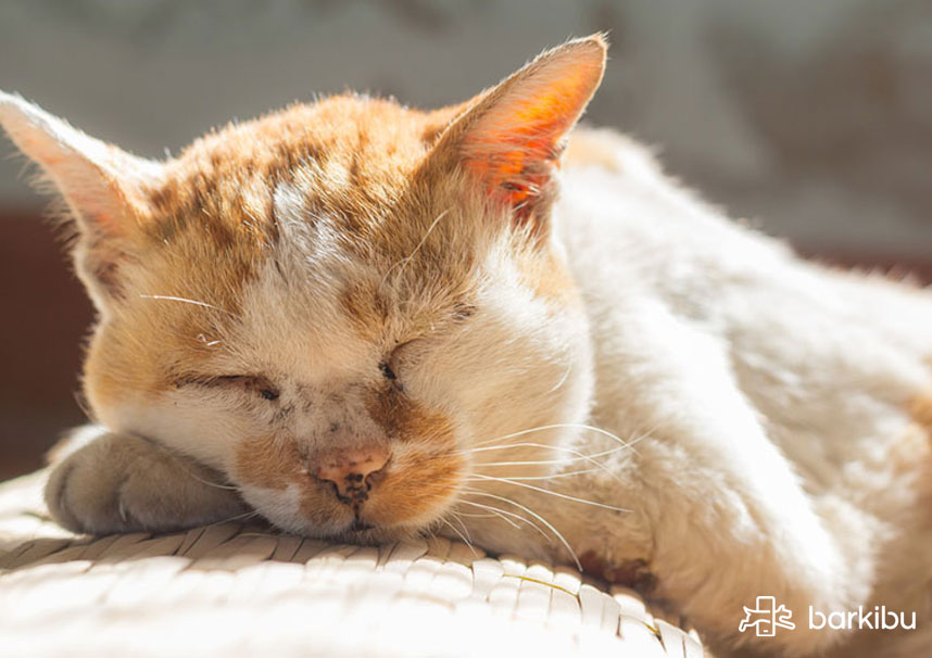 ¿Se pueden hacer lavados de estómago en casa a un gato?