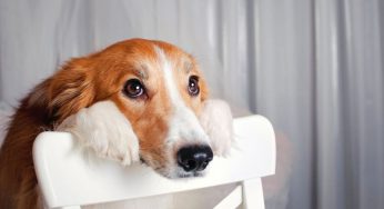 Mi perro tiene insuficiencia renal y no quiere comer, ¿qué hago?