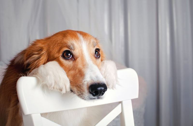 tipos de vomitos en perros