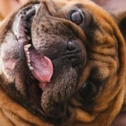 Mi perro no me hace caso cuando lo suelto en el parque o en la calle