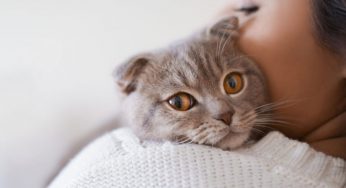 El vómito de mi gato huele muy mal, ¿está enfermo? – Causas y solución