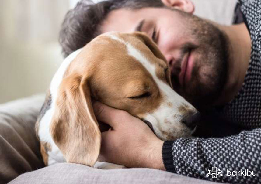 tipos de vomitos en perros