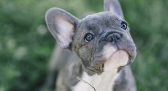 ¿Los dientes de un perro vuelven a crecer? ¡Se le ha caído un diente!