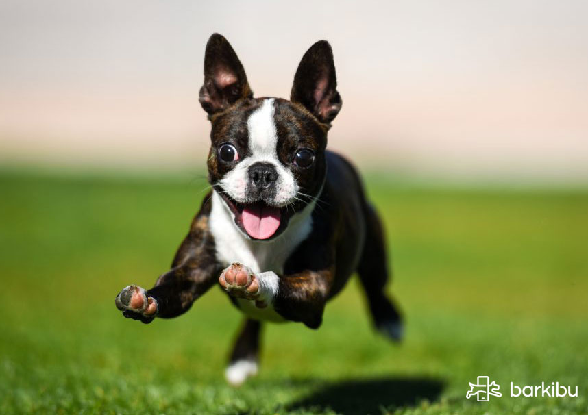 parvovirus en perros síntomas