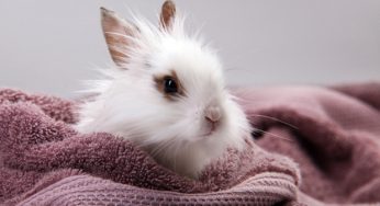 Cómo saber si un conejo tiene fiebre, ¿está raro, no se mueve o tiembla?