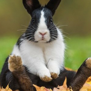 🥕 ¿Por qué mi conejo mueve la cabeza de lado a lado como un loco?