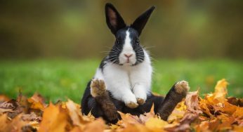 ¿Qué parte del apio comen los conejos? Una verdura que sí puede comer