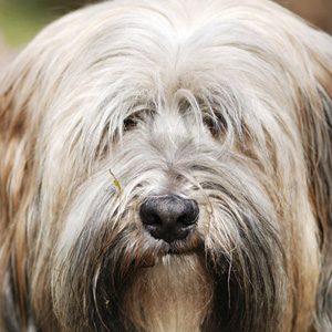 ¿Por qué a mi perro no le gusta jugar con la pelota ni con otros perros?