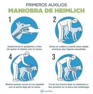 maniobra heimlich perros