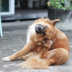 Parvovirus en perros, todo lo que necesitas saber - síntomas, remedios