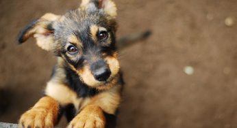 Mi perro vomita blanco y no quiere comer, ¿qué puedo darle?