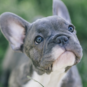  Tipos de diarrea en perro y su significado en la salud - Color y forma