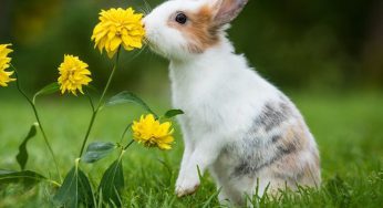 ¿Cómo cortar las uñas a un conejo que no se deja? ¿Se puede?