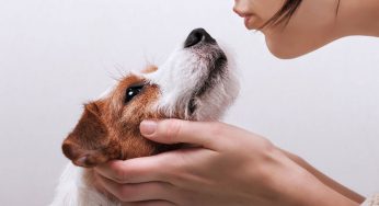 ¿Qué pasa cuando un perro vomita baba blanca, flemas o saliva?