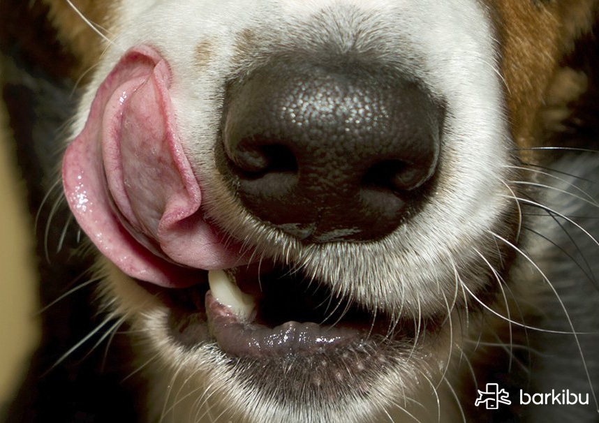 Mi perro vomita un poco y en el vómito salen pedazos de cosa