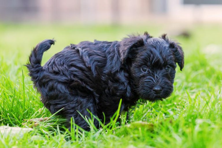 Mi Perro Tiene Parvovirus Y No Tengo Dinero