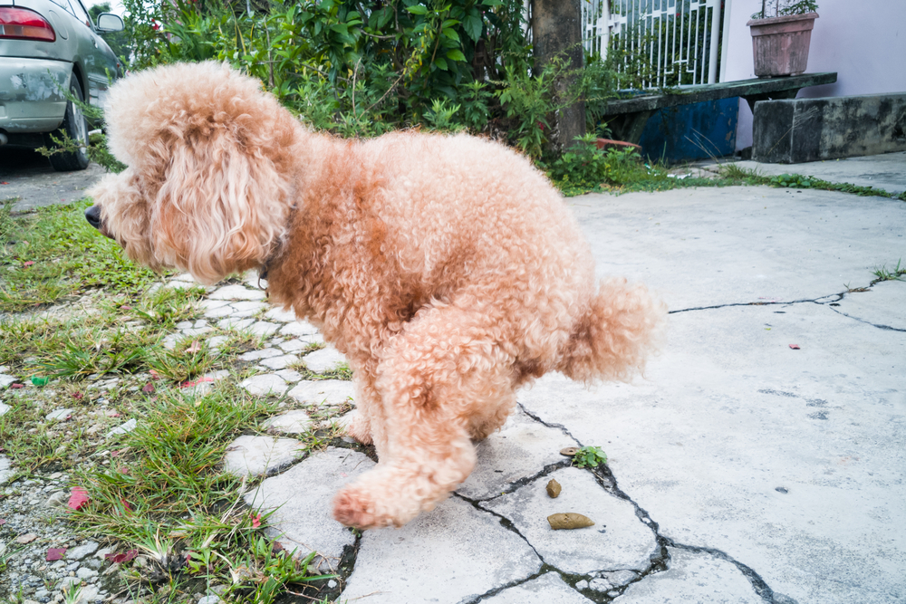 ? Mi perro tiene parvovirus y no tengo dinero, ¿qué hago? ¿uso ajo?