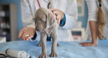 ¿Cuánta tarda en curarse la sarna en perros? ¿Es contagiosa?