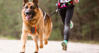 Mi perro cojea de la pata delantera pero no le duele, ¿por qué?