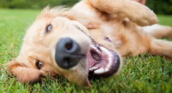 Cambio de color en la lengua de los perros – Azul, Roja, Negra, Blanca