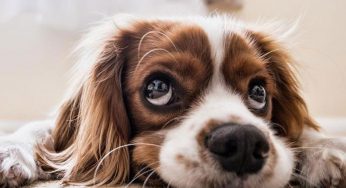 ¿Por qué el parvovirus mata a los perros adultos y cachorros?