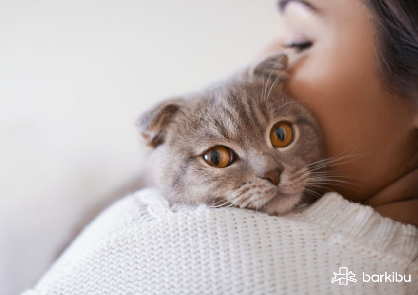 Qué sirve para hacer vomitar a un gato envenenado