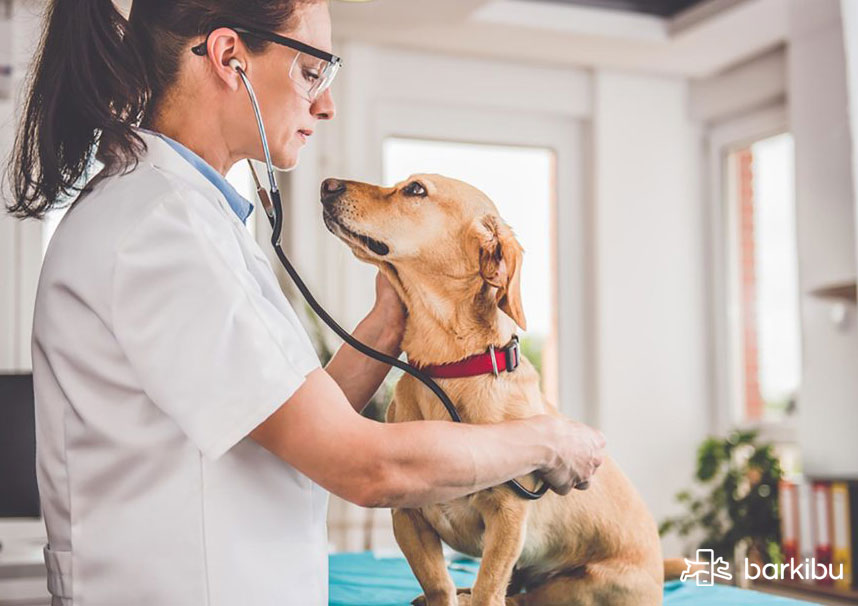 ¿Por qué mi perro hace popó con sangre?