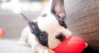 ¿Por qué a mi perro no le gusta jugar con la pelota ni con otros perros?