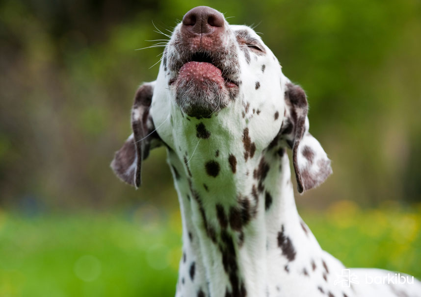 ¿Por qué mi perro hace popó con sangre?