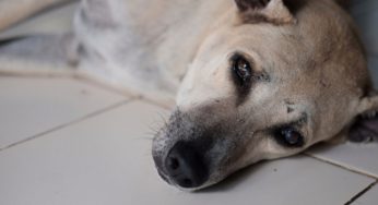 ¿Qué significa cuando un perro muere con los ojos abiertos?