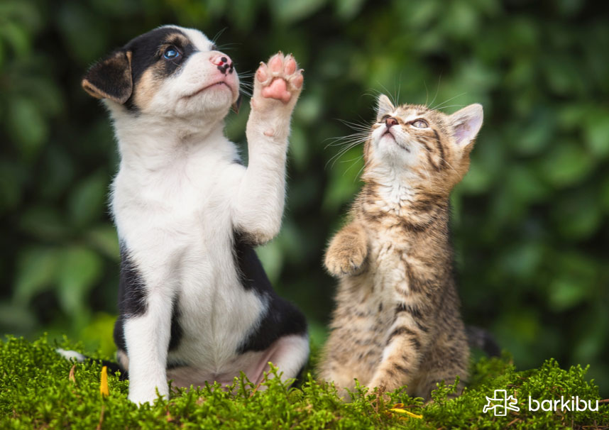 perro y gato llevandose bien