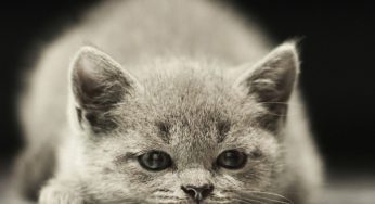 Cómo saber si un gato es hembra o macho cuando son bebés – tetillas, testículos y orificios