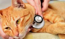 heces malolientes gatos