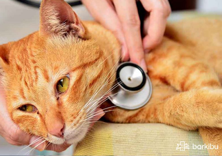 ¿Qué puedo darle a un perro con tos? ¿Hay un jarabe universal si tose?