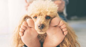 ¿Cuál es la mejor comida para la salud de tu perro? – Los mejores piensos