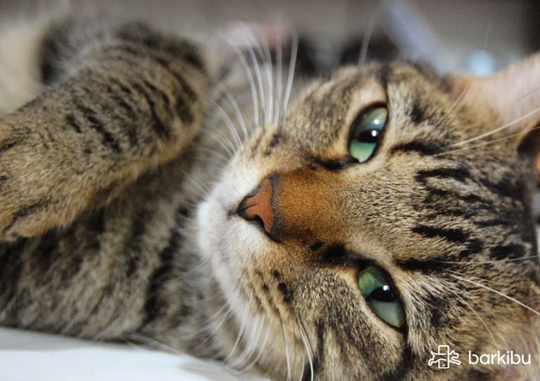 Mi gato tiene una pupila dilatada y otra no, ¡está más grande que la otra!