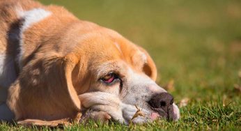 ¿Por qué a mi perro le gustan los peluches, se lo puedo dar a mi perro?