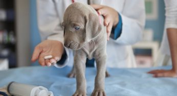 Mi perro vomita lombrices vivas blancas, ¿cuánto tarda en expulsarlas?