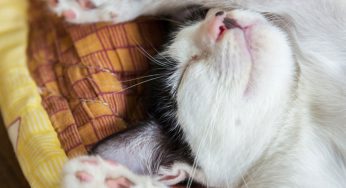 Por qué mi gato tose como se ahogara? de tos en gatos