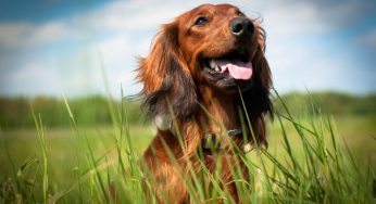 ¿A los cuántos días se puede tocar un perro recién nacido?