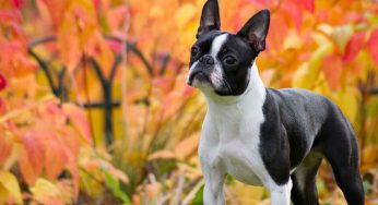 Mi perro tiene 37.5 de temperatura, ¿es fiebre? ¿es baja, normal o alta?