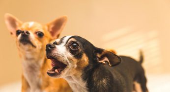 Qué hacer si mi perro bebe agua estancada de los charcos