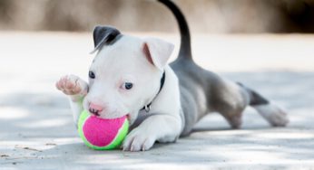 Cómo saber si mi perro tiene pulgas, qué hacer y cómo eliminarlas