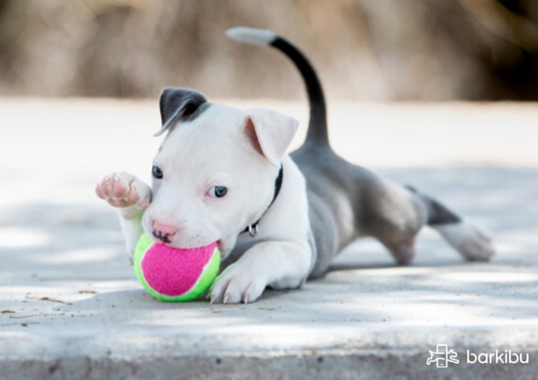 ¿Cuándo deja de ser cachorro un perro mestizo? ¿A qué edad se relaja?