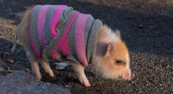¿Adoptar un mini pig en España o comprar? Cómo es vivir con uno